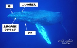 ヒゲクジラ亜目の外部形態