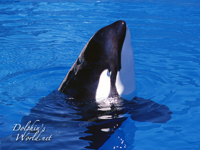 オルカ シャチ イルカ クジラ アシカ World