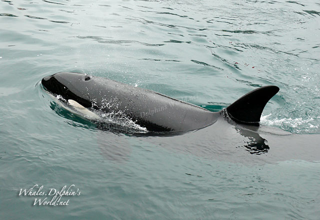 オルカ シャチ ウォッチング イルカ クジラ アシカ World